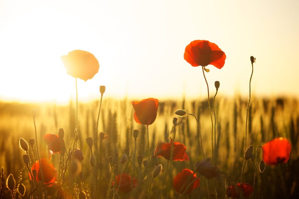 poppies, wallpaper hd, field-174276.jpg